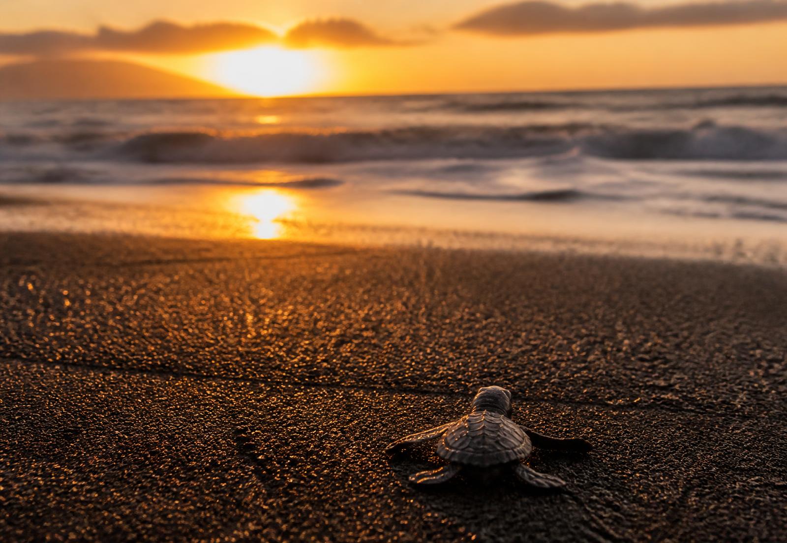Sea turtle hatchlings on black volcanic sand